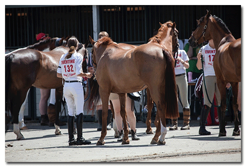 Pony Club Nationals, Lexington, KY. Kentucky Horse Park