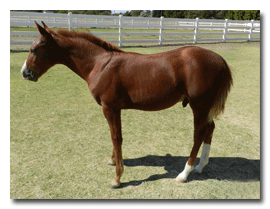 Leroy, American Quarter Horse
