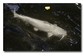 Large Albino Catfish hustling bread in the Bass Pool