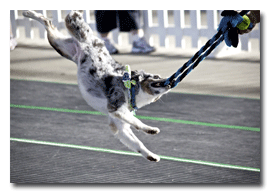 Fly-Dogs run their relays at the Indiana Fairgrounds
