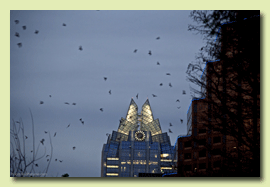 Early bats fly out from under the Ann W. Richards Congress Avenue Bridge