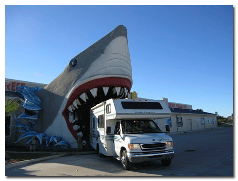 Rockport, Texas Shark