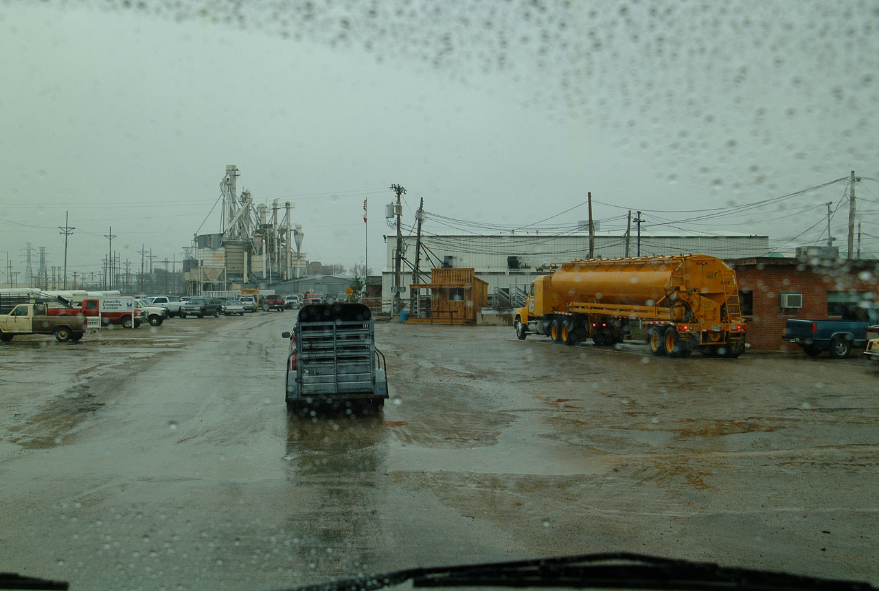 Following a couple of steer into the Amarillo Livestock Auction,  all that wind brings lots of rain.