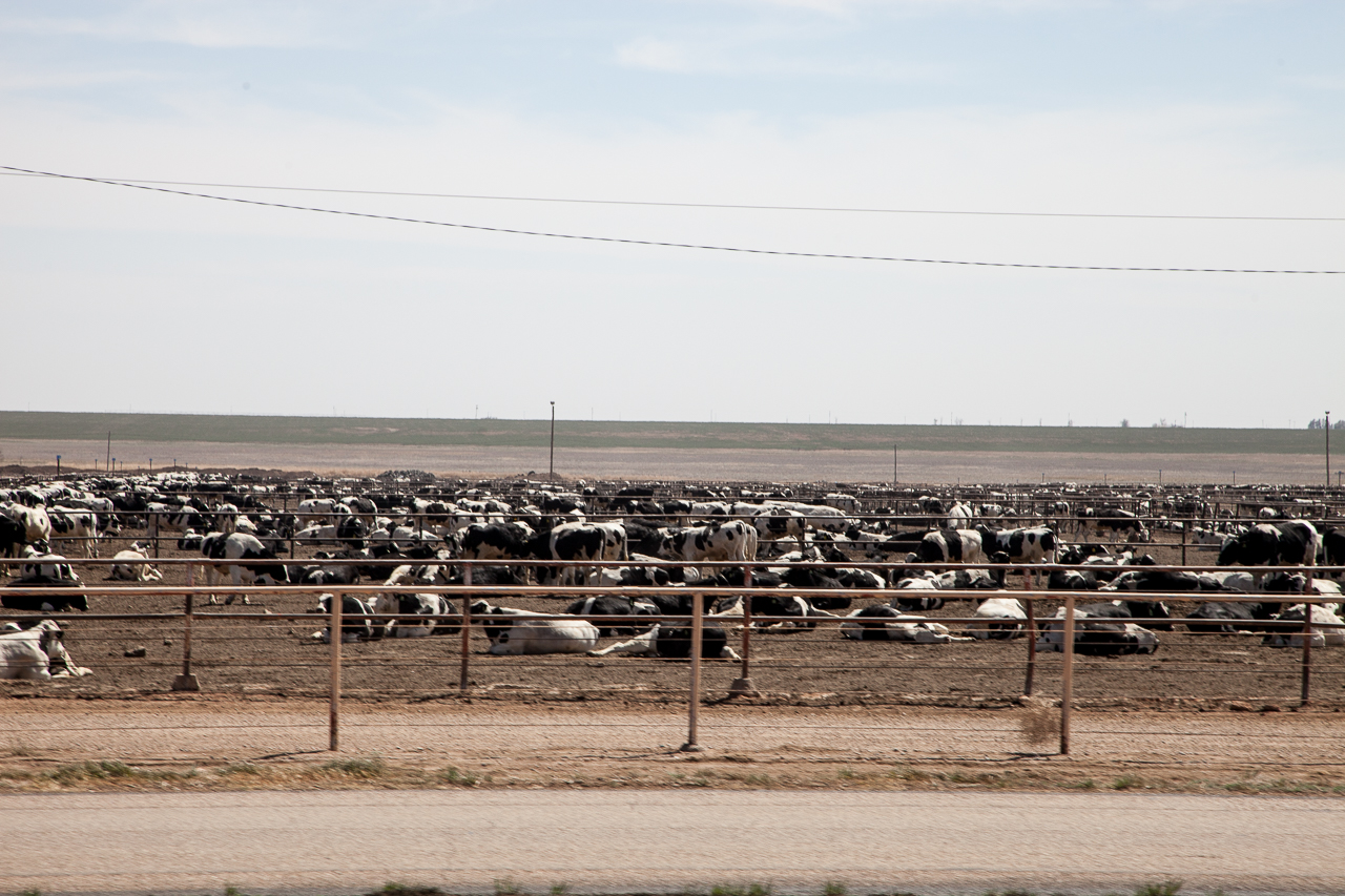 Many miles west of Amarillo, you start passing feed lots. You know you are getting close because their smell clings to the highway for miles in either direction.