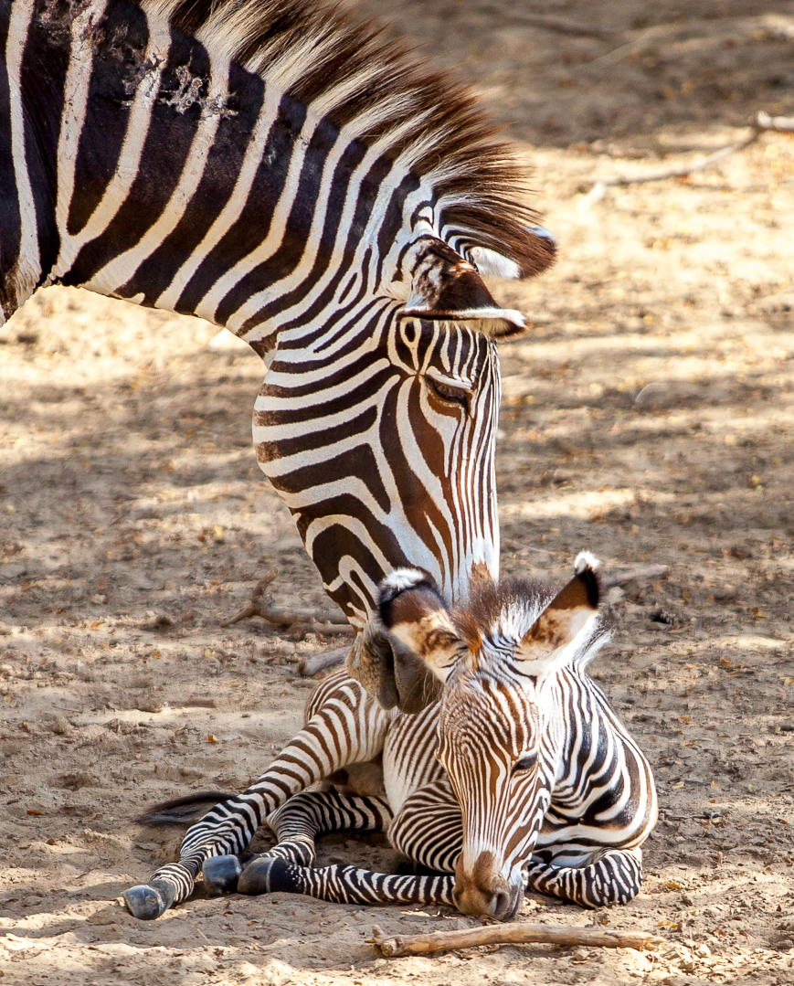 Grevy's Zebra, Farasi's baby was born one day before this photograph was taken..