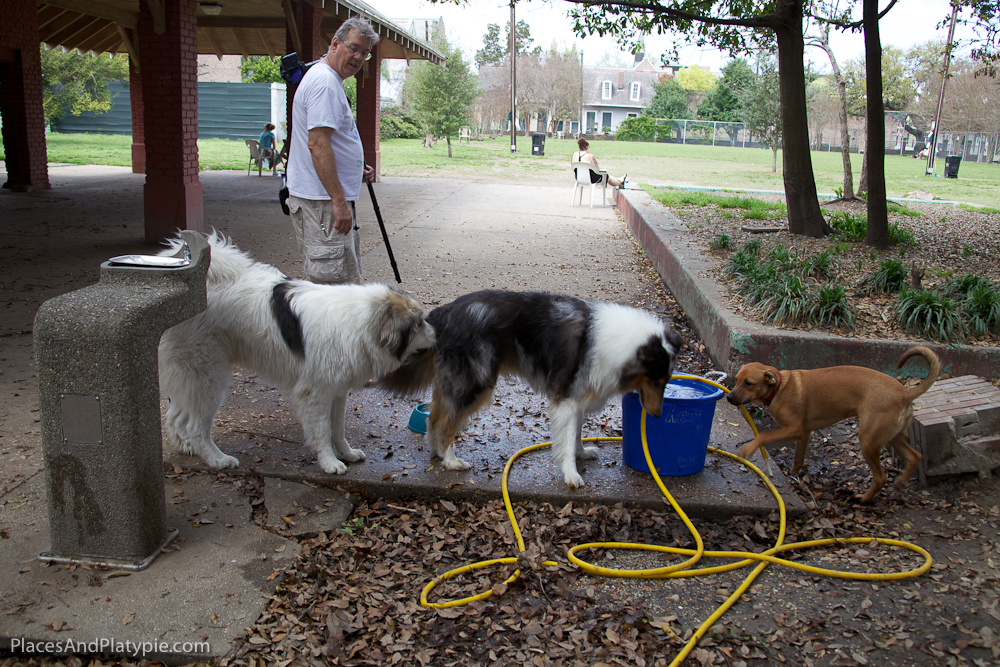 Line at the water bucket at Mother Cabrini Dog Park