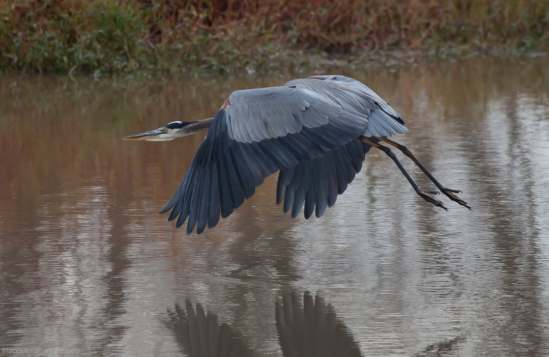 The Great Blue Heron always makes my list of top three birds. They are always near and much closer than you think.  http://placesandplatypie.com/archives/041014-They-Are-Among-Us.html