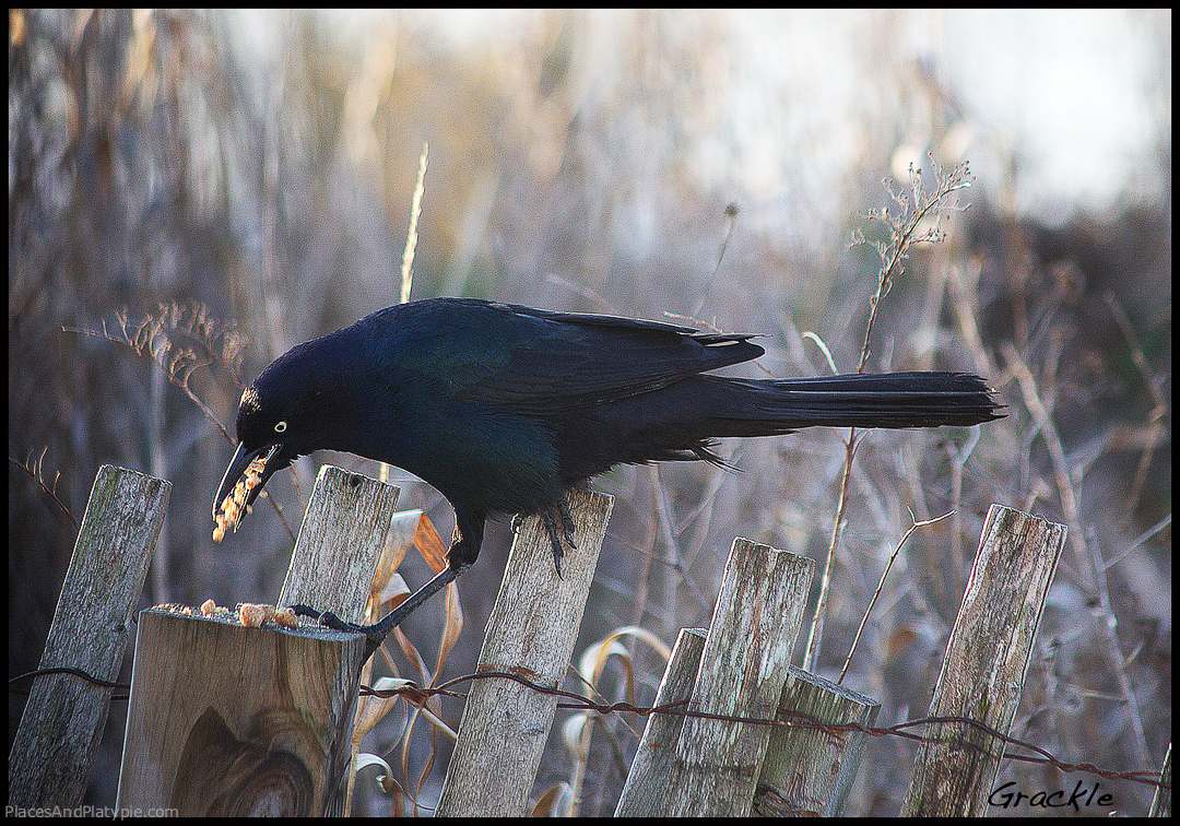 Grackle near Emerald Isle, North Carolina. Clever birds!  They can gather in flocks with other blackbirds in winter that can number over a million birds. They are not popular.