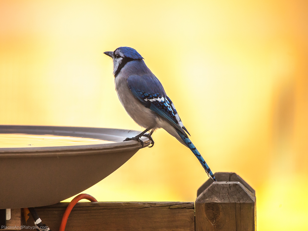I am always glad to see and hear a flock of Blue Jays enter my space. When they fly into view, it’s like a raucous gang of mischief makers has arrived to amuse me. Many people don't like Blue Jays - they consider them too aggressive. I find them intensely playful.