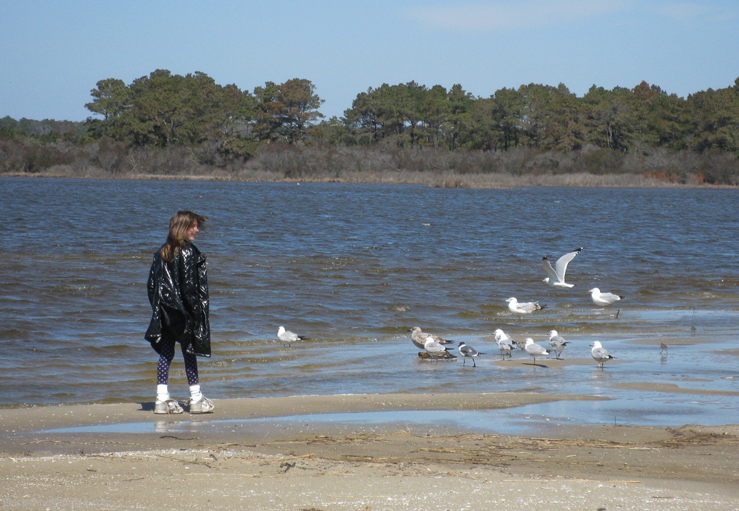 Looking for conch shells with help form a variety of gulls and shorebirds along the ocean on Assateague Island National Seashore.