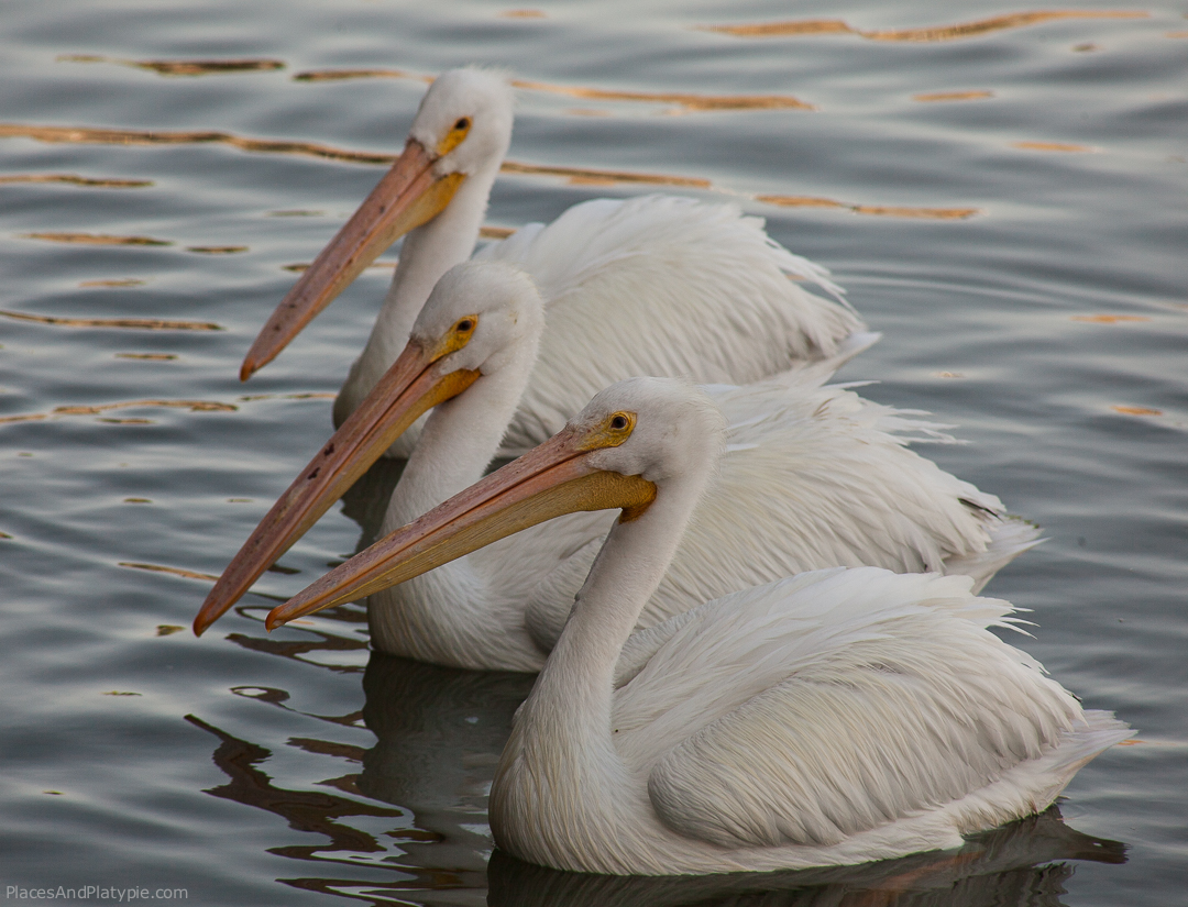 Finally, a group of white pelicans swim up looking for a handout along with the rest of the gang behind the fish market.