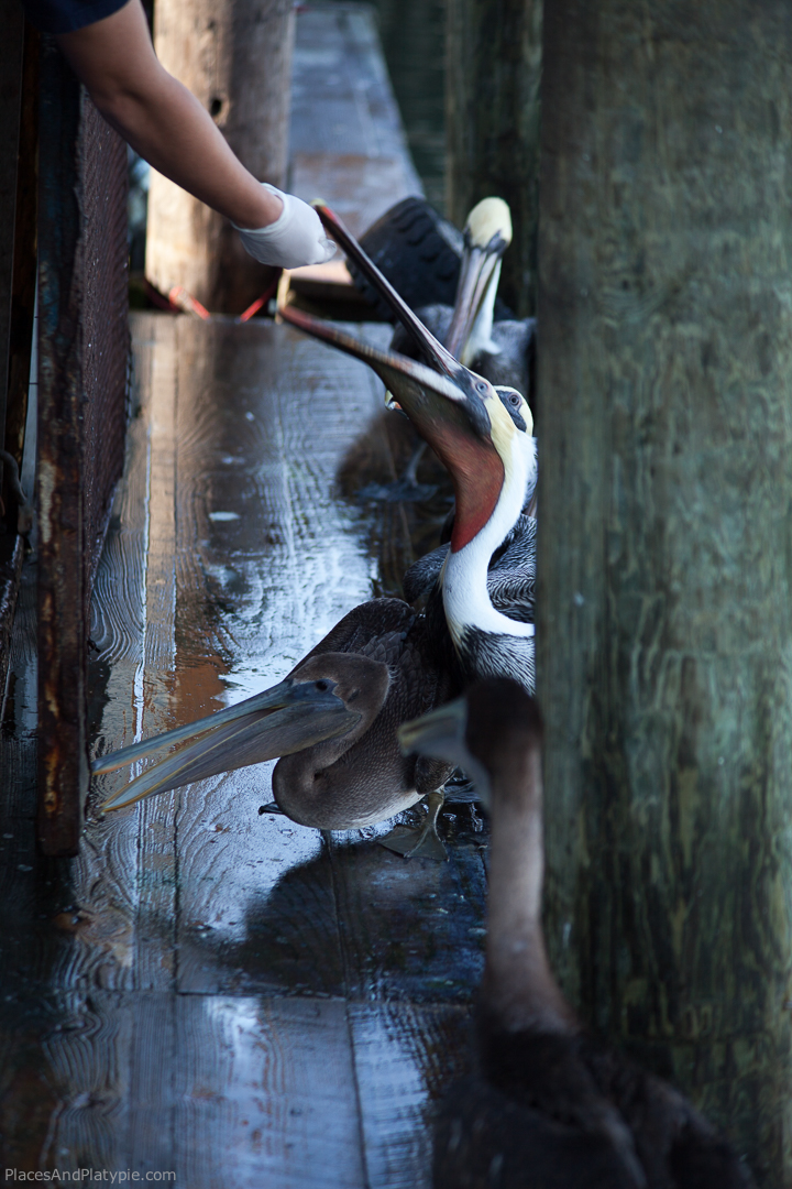 Back at the fish market in Galveston, the Brown Pelican says, 