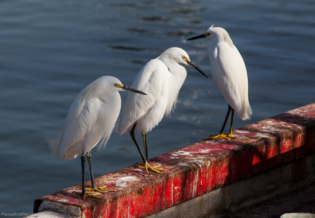A trio of Snowy Egrets hanging outside a fish shop in Galveston, Texas. Once hunted almost to extinction for their long, beautiful, filmy, white feathers, they have made a remarkable recovery. We see them almost everywhere and say, “Congratulations on your survival.”
