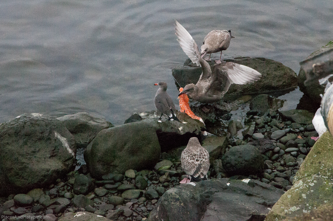 An assortment of gulls arguing over the spine of a Coho Salmon we picked for dinner. This was in La Push, Washington on the Olympic Peninsula before we worked at the salmon hatchery in Maine.