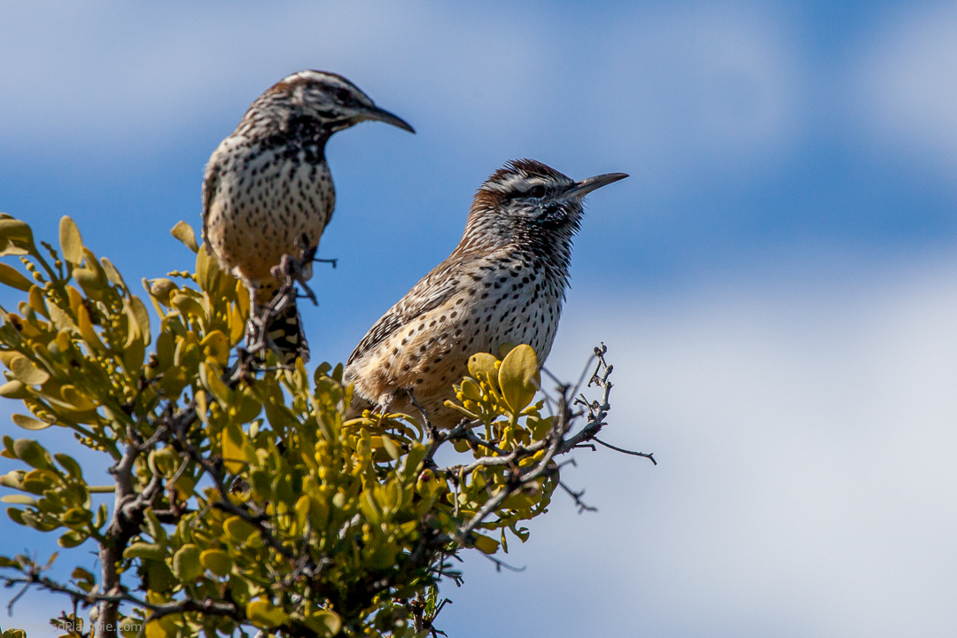 When we hear the cheerful, mechanical chugging of the Cactus Wren