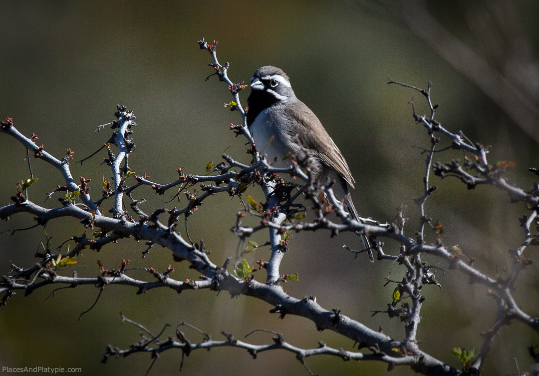 Our first Black-throated Sparrow was seen on the banks of Lake Amistad in South Texas. We get pretty excited when we can actually identify a bird without help.