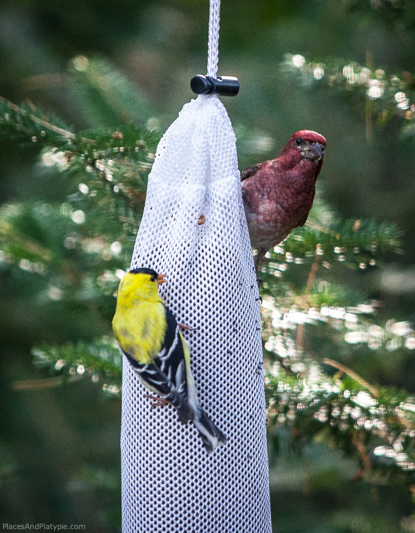 Feeding the birds is always a pleasure and almost everywhere we go the beautiful goldfinches find our thistle seed feeder. Only in Maine did a purple finch join us for a few days.