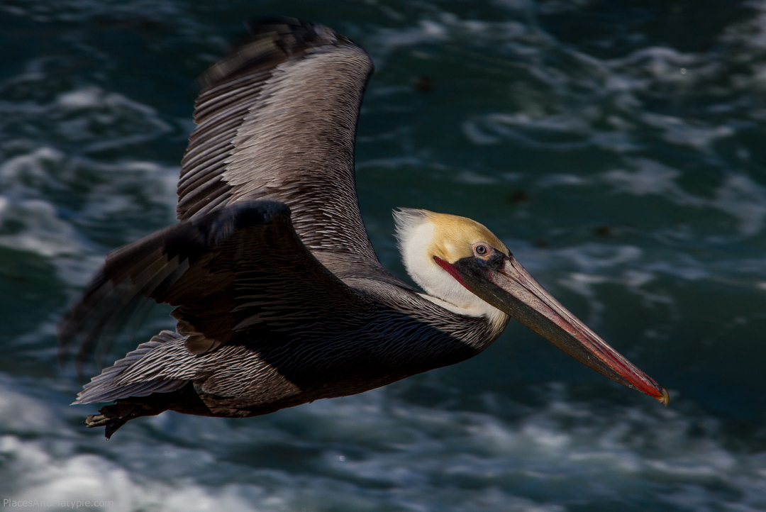 Another brown pelican. This one is soaring near San Diego.
