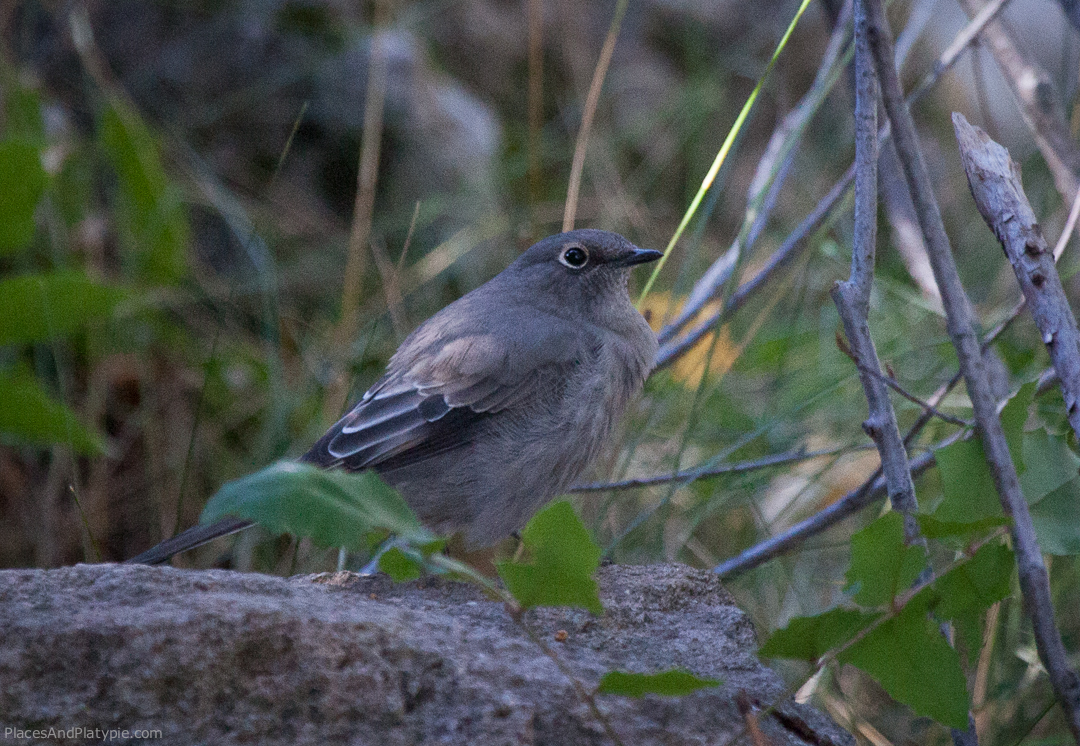 Saw our first Townsend's Solitaire at 10,000 feet in Fish Lake National Forest in Utah. We will always thank Fred for telling us what we saw from a photograph we sent him.