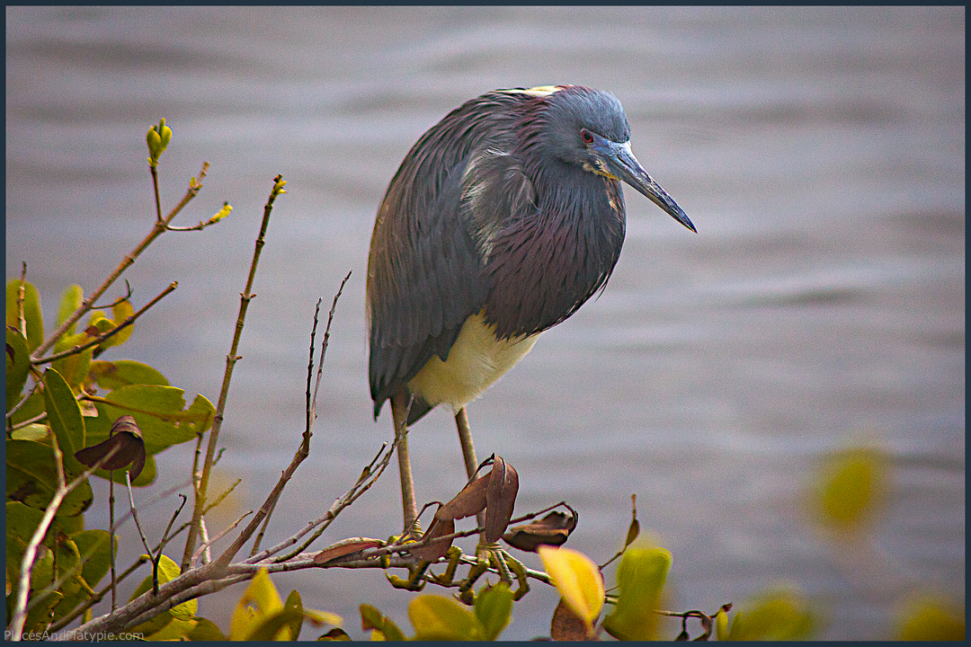 Grab a glass of wine and spend the evening watching the Tri-colored Heron fish. Sometimes they submerge themselves up to their chests and wait and other times they run around like drunken sailors chasing after a school of fish.