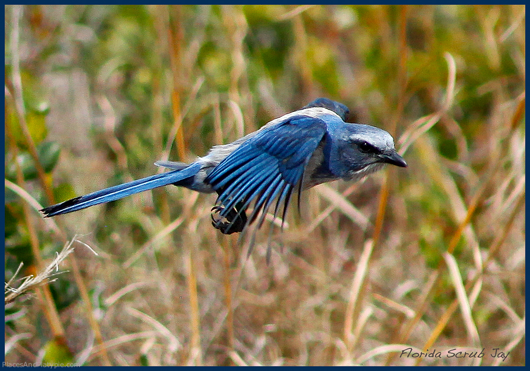 Threatened in its small Florida habitat of rare oak scrub trees, the Florida Scrub-Jay is eagerly sought by birders for their lists. When we visited, our group had watchers from as far away as Australia and France.