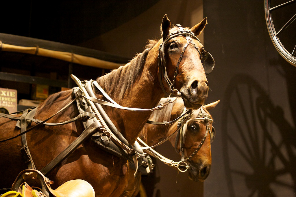 I've tried to stay away from horses in museums. Especially stuffed ones. Horse Park, Kentucky