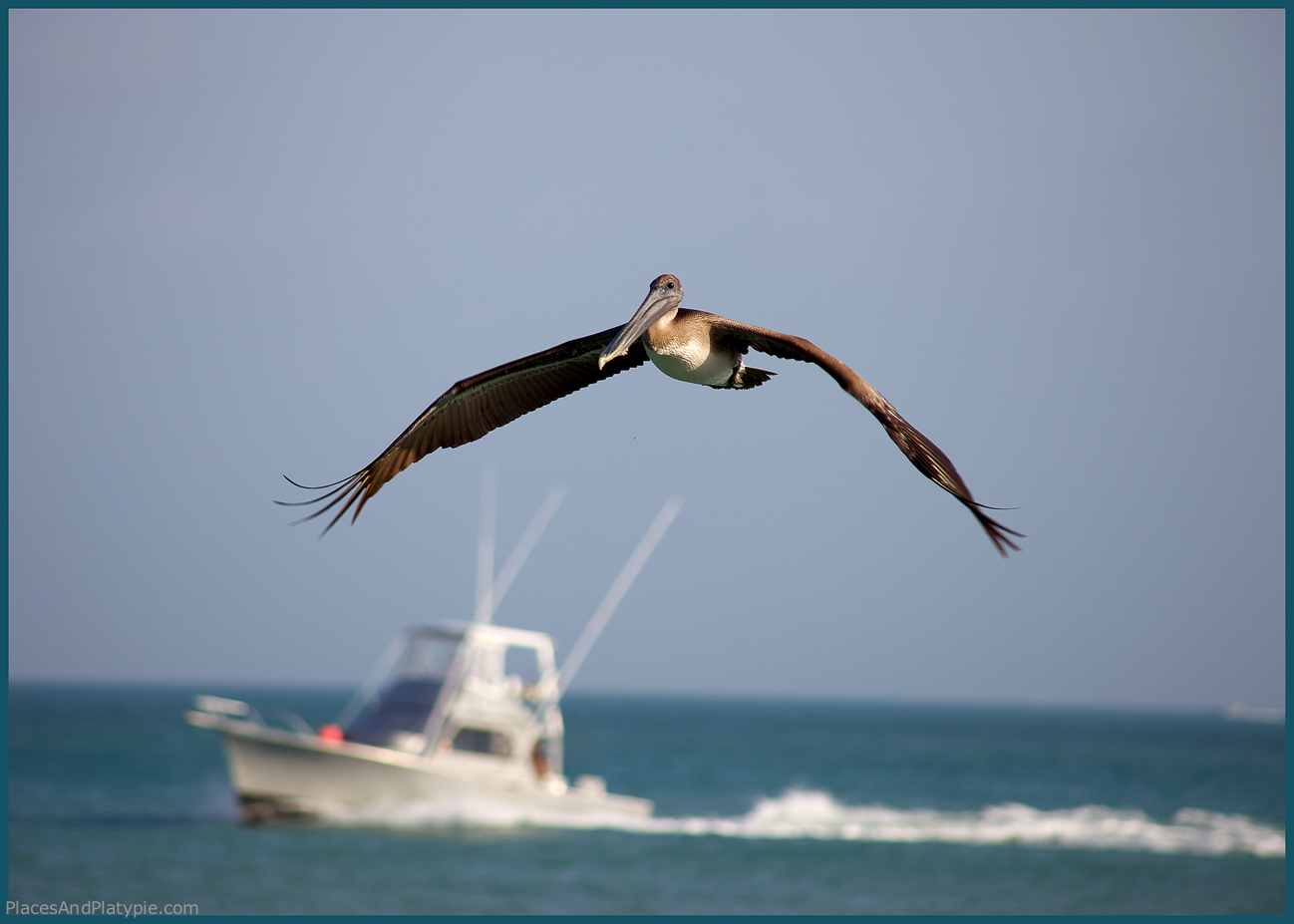 A Brown Pelican leads a fishing boat out into the Gulf of Mexico.