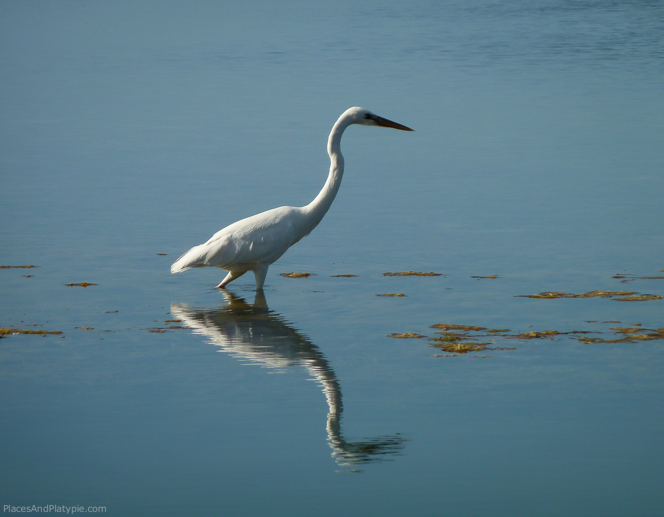 Great Egret or Great Blue Heron-White Morph? Only our friend Fred can tell.