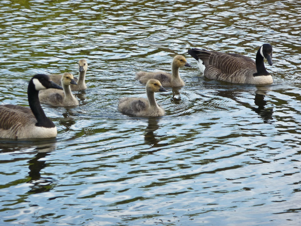 Mr. and Mrs. Canada Goose and their pooping teenage goslings