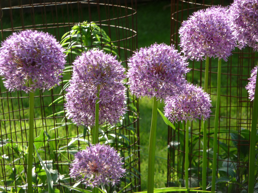 Allium...everything bloomiing in the garden was purple, lavender or hyacinth blue. Beautiful!