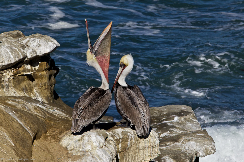 Pelican demonstrates how to swallow a fish.