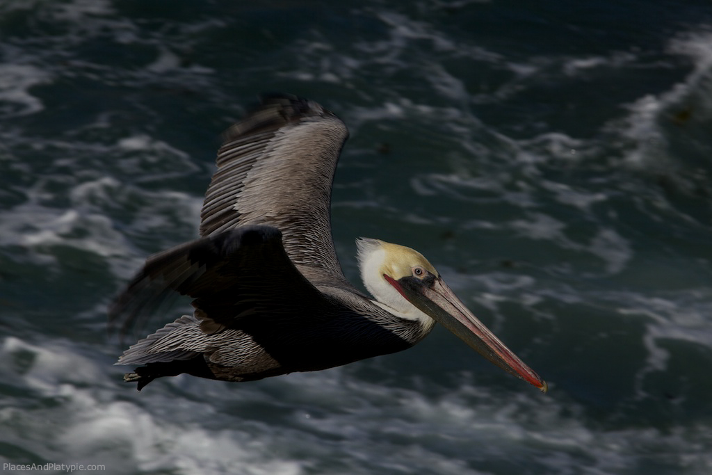Pelicans are marvelous to watch as they glide along the waves.