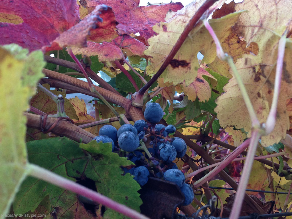 Unharvested grapes left on the vine