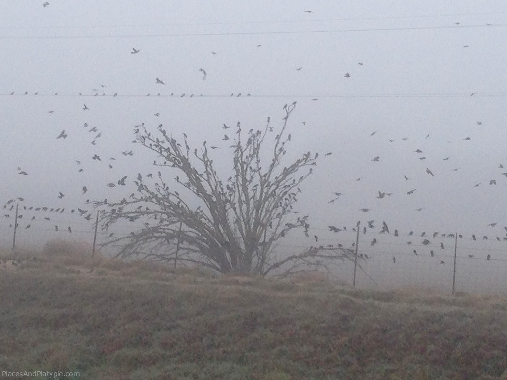 Swarming blackbirds
