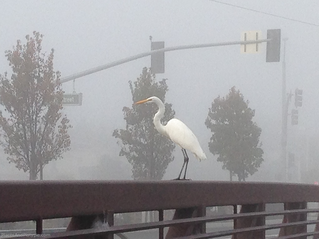 Great Egret on a bridge over the canal
