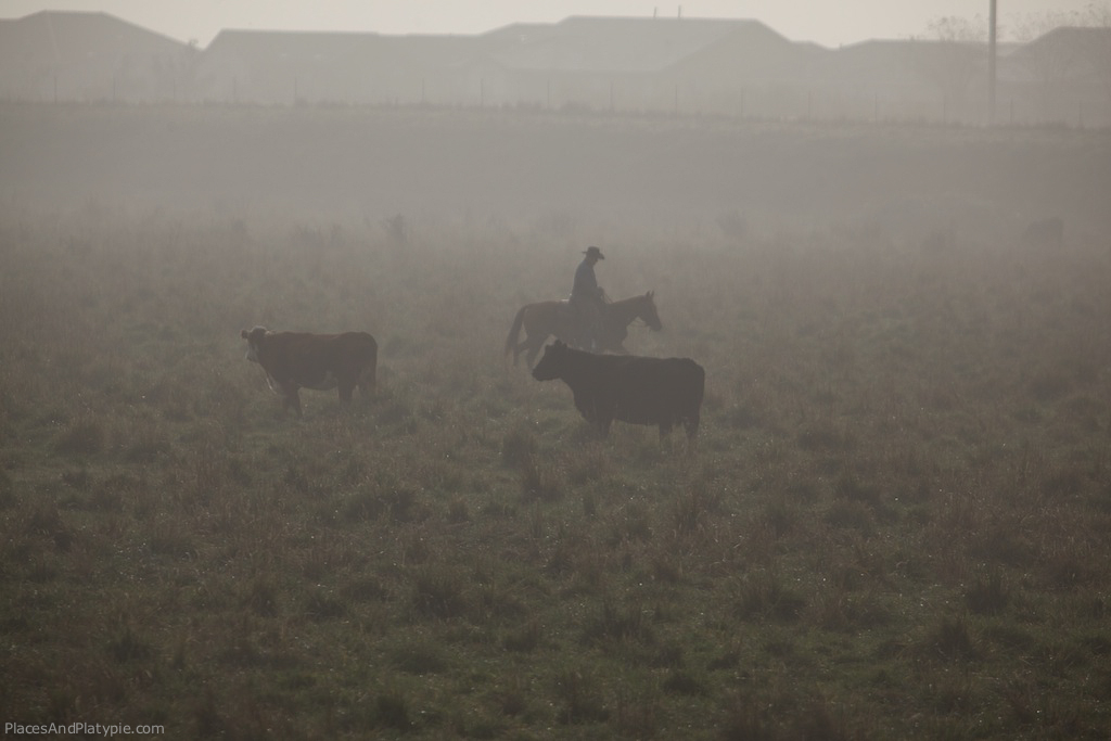 Cowboy and cattle in the morning mist.