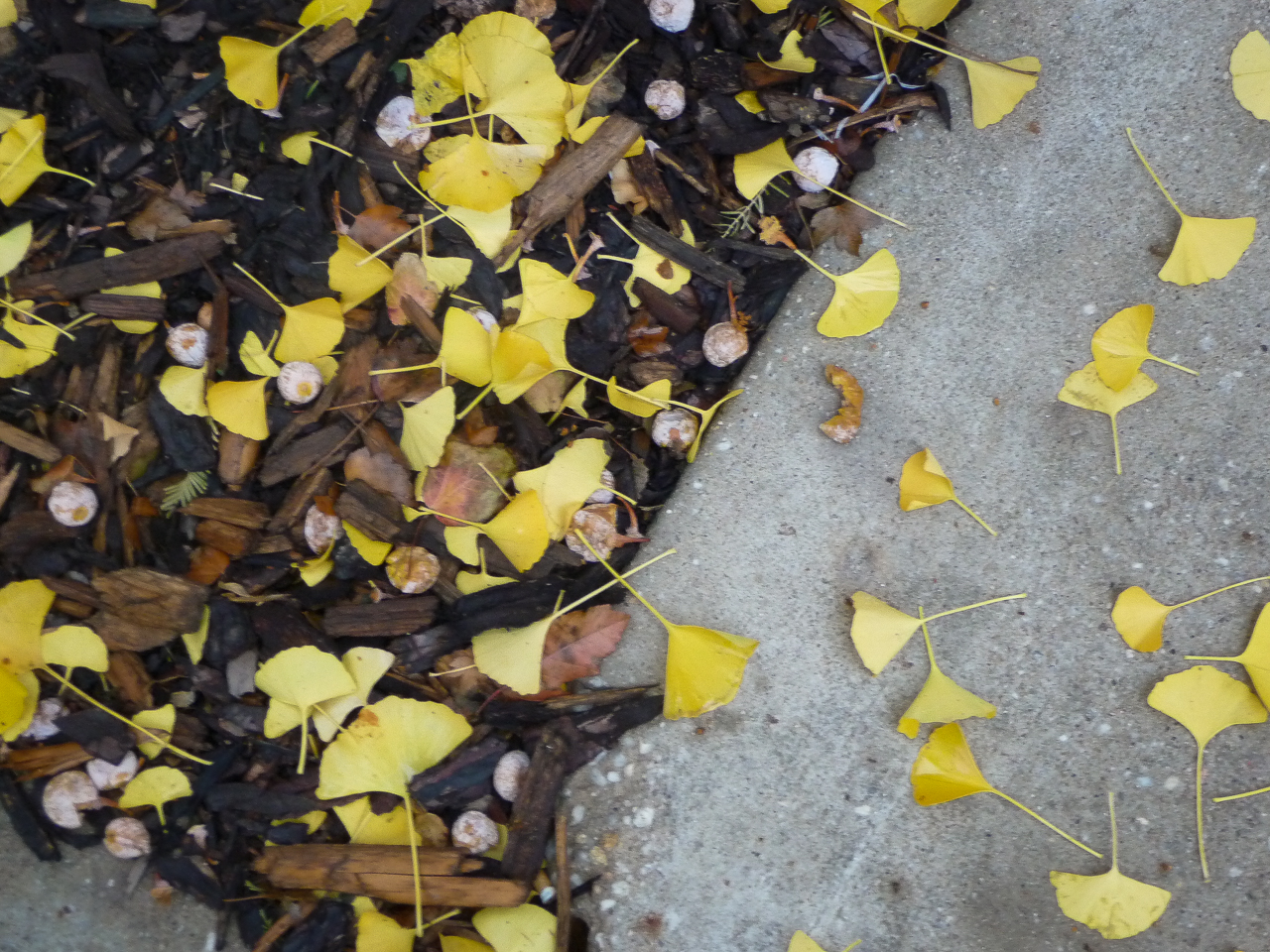 Fallen Ginko leaves