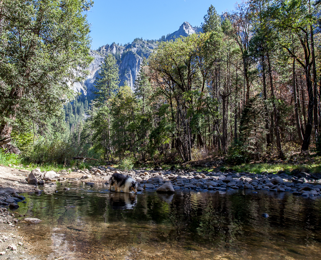 Sully happily sippin' and wading in the Merced River along the valley floor.