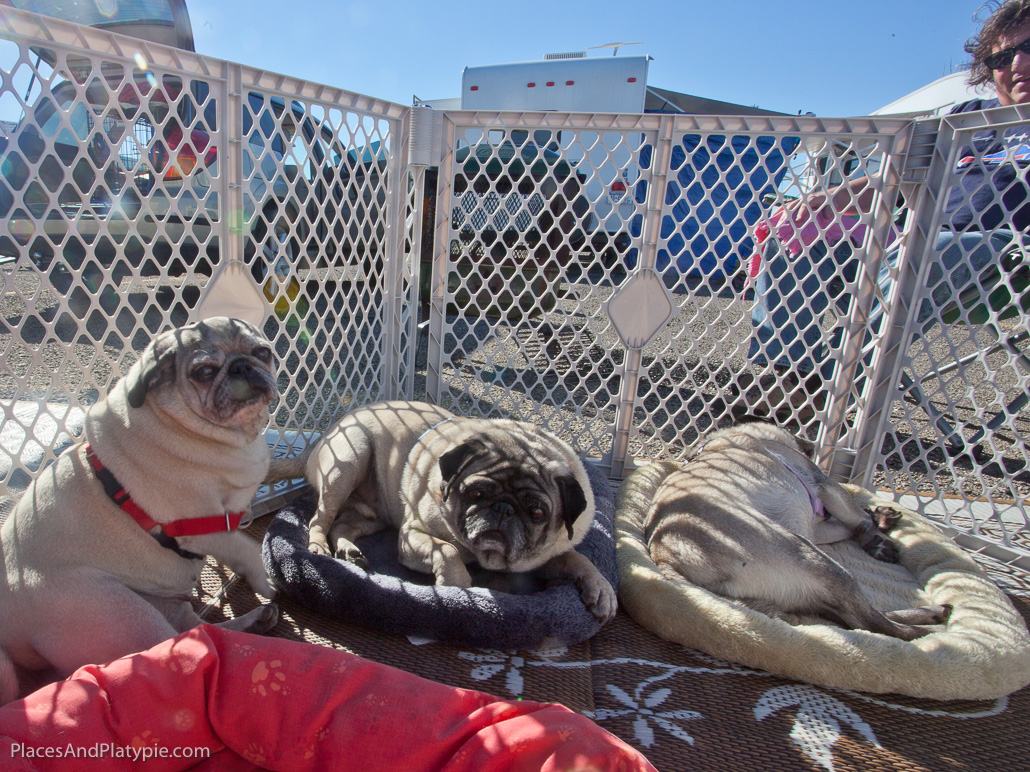 Pugnacious fans!