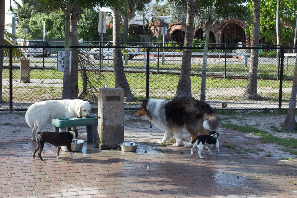 Line at the drinking fountain