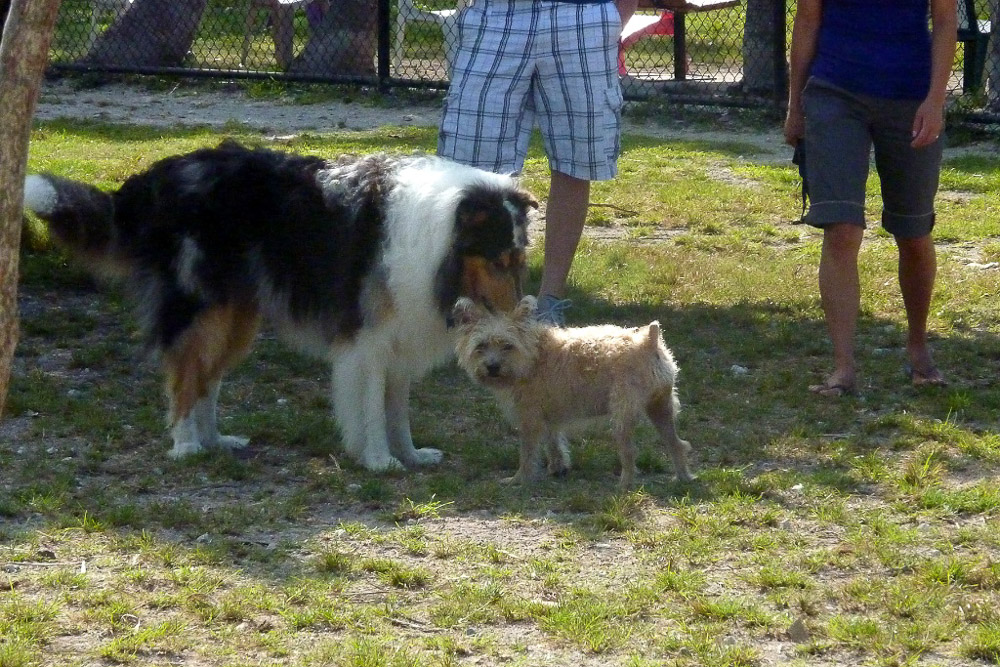 Hanging out at Higgs Beach Dog Park